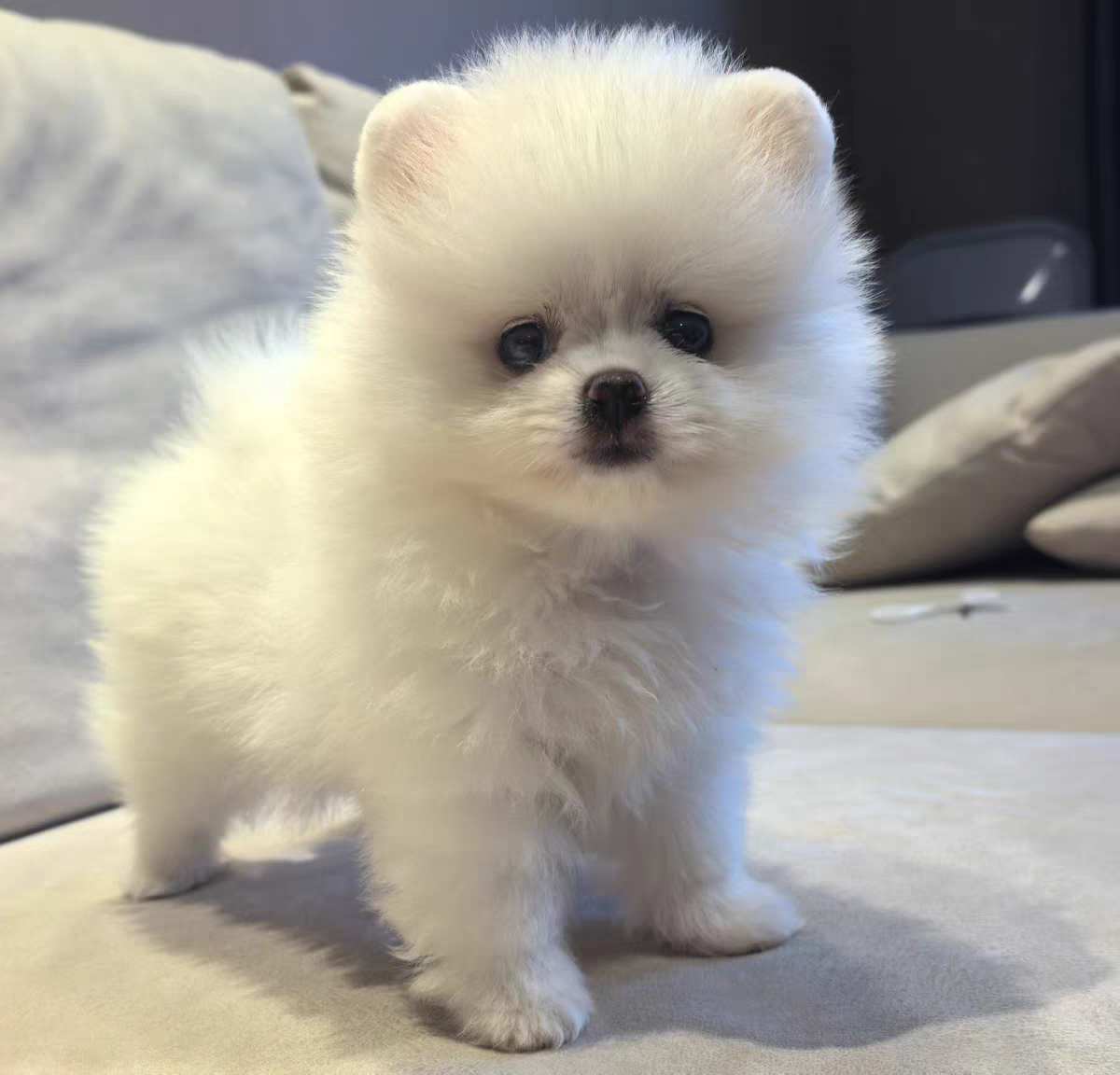 狗舍直销批发价格出售博美犬